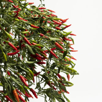 #267 - Piment Sauvage