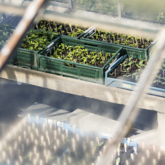 Plantons