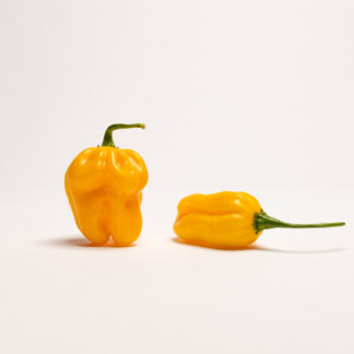 #240 - Habanero Golden