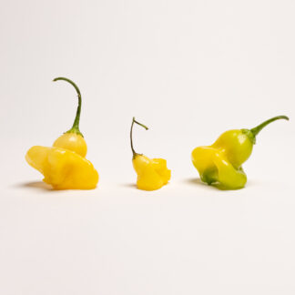 #242 - Aji Fantasy